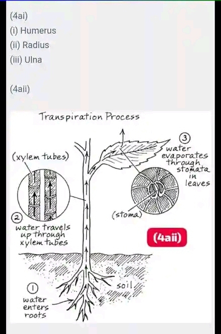 2024 NECO Biology Questions and Answers