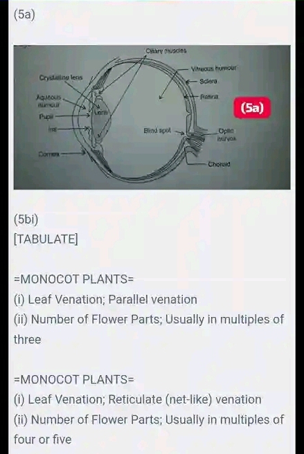 2024 NECO Biology Questions and Answers